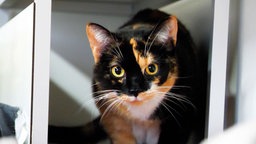Eine tricolor-farbene Katze in Nahaufnahme 