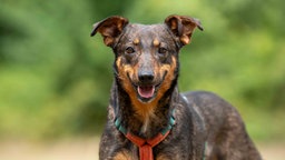 Nahaufnahme eines schwarz-braunen Hundes 