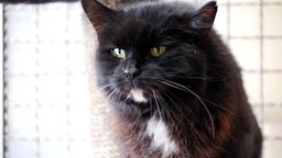 Eine Nahaufnahme einer schwarzen Katze mit einer weißen Brust