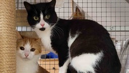 Eine schwarz-weiße und eine rot-weiße Katze in Nahaufnahme 