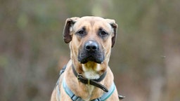 Hund mit hellbraunem Fell in Nahaufnahme 