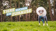 Hund mit weiß-braunem, längerem Fell in Nahaufnahme  