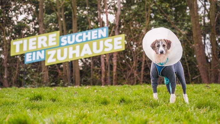 Hund mit weiß-braunem, längerem Fell in Nahaufnahme  