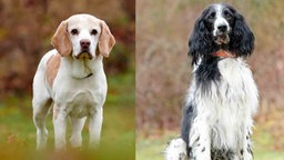 Eine Collage eines cremefarbenen Hundes und eines schwarz-weißen Hundes mit langem Fell 