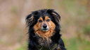 Hund mit schwarz-braunem, längerem Fell in Nahaufnahme 