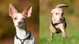Collage von zwei kleinen Hunden, die beide braun beige sind