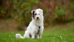 Ein weiß brauner Hund mit flauschigem Fell sitzt auf einer Wiese