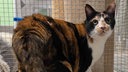 Katze mit dreifarbigem Fell in Nahaufnahme 