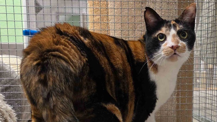 Katze mit dreifarbigem Fell in Nahaufnahme 