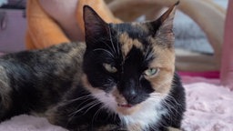 Eine dreifarbige Katze in Nahaufnahme 
