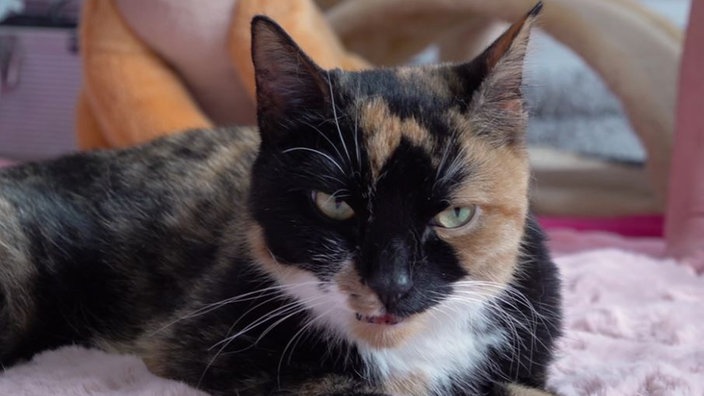 Eine dreifarbige Katze in Nahaufnahme 