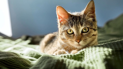 Getigerte Katze liegt auf einer grünen Decke vor einem blauen Hintergrund und schaut in die Kamera