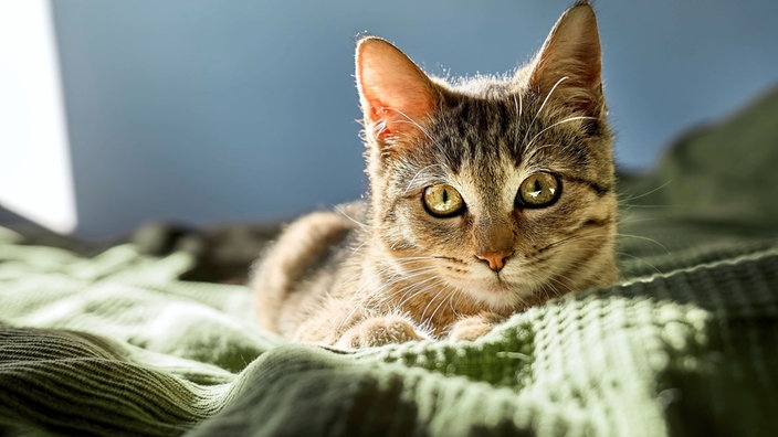 Getigerte Katze liegt auf einer grünen Decke vor einem blauen Hintergrund und schaut in die Kamera