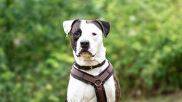 Hund mit braun-weißem Fell in Nahaufnahme 