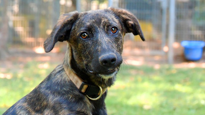 Hund mit gestromtem Fell und braunen Augen in Nahaufnahme 