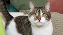 Katze mit weißem Fell und getigerten Flecken in Nahaufnahme 