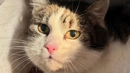 Katze mit weiß-getigertem Fell in Nahaufnahme 