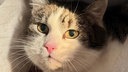 Katze mit weiß-getigertem Fell in Nahaufnahme 