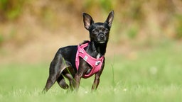 Ein kleiner schwarzer Hund steht auf einer Wiese bei Sonnenschein