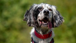 Hund mit blue-belton-farbenem Fell und Schlappohren in Nahaufnahme 