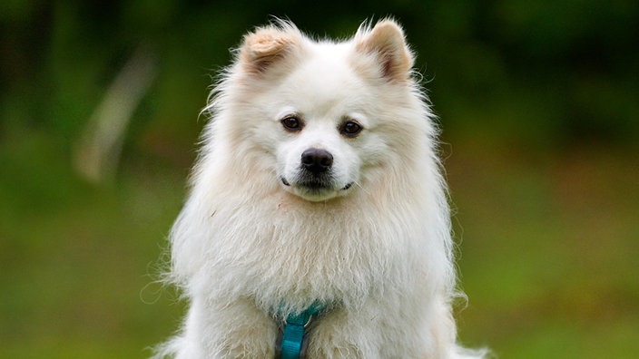 Kleiner Hund mit spitzem Kopf und weißen langen Fell in Nahaufnahme