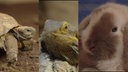 Eine Collage aus einer Schildkröte, einer Bartagame und einem Kaninchen 