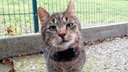 Kater mit getigertem Fell in Nahaufnahme 