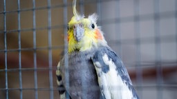 Weiß-grauer Nymphensittich mit gelbem Kopf im Käfig in Nahaufnahme