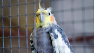 Weiß-grauer Nymphensittich mit gelbem Kopf im Käfig in Nahaufnahme