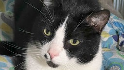 Kater mit schwarz-weißem Fell in Nahaufnahme 