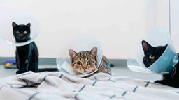 Zwei schwarze und eine getigerte Katze mit Kragen 