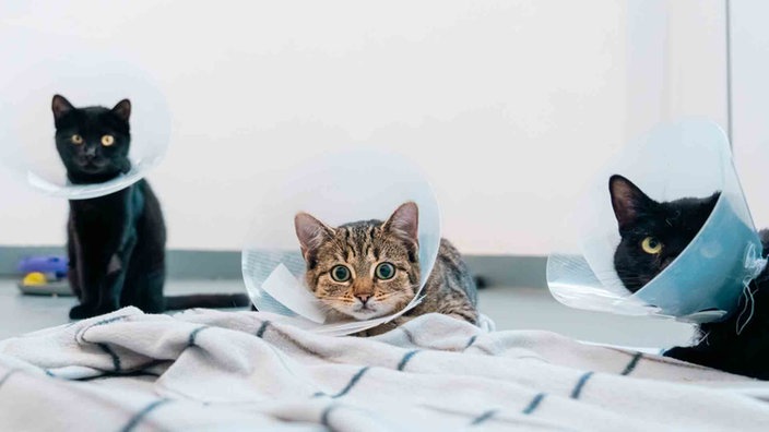 Zwei schwarze und eine getigerte Katze mit Kragen 