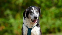 Ein Hund mit schwarz-weißem Fell hechelnd in Nahaufnahme 