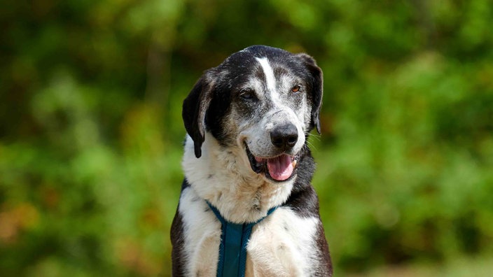 Ein Hund mit schwarz-weißem Fell hechelnd in Nahaufnahme 