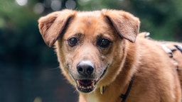 Hund mit hellbraunem Fell in Nahaufnahme 