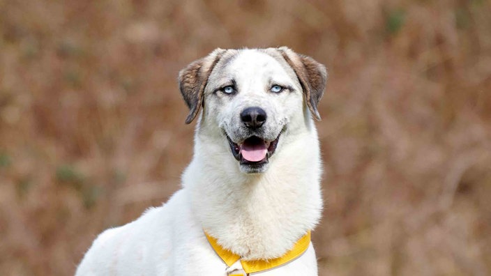 Hund mit weiß-braunem Fell und eisblauen Augen hechelnd in Nahaufnahme  