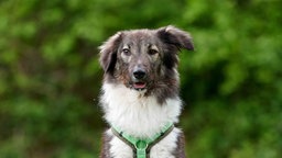 Hund mit grau-beigefarbenem, längerem Fell in Nahaufnahme 