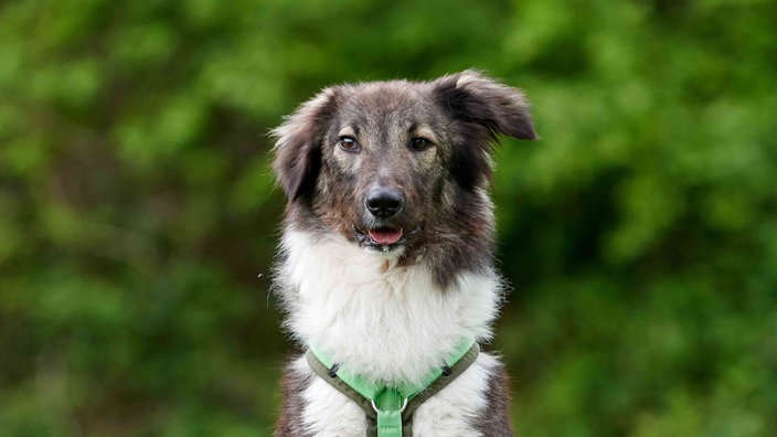 Hund mit grau-beigefarbenem, längerem Fell in Nahaufnahme 