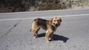 Ein schwarz-brauner Hund steht auf einer Straße 