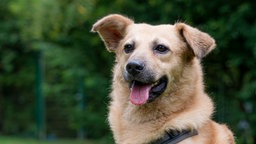 Hund mit beigefarbenem Fell schaut hechelnd an der Kamera vorbei 