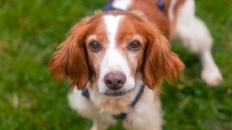 Mittelgroßer Hund mit weiß-braunem langen Fell und hängenden Ohren steht auf einer Wiese und schaut von unten in die Kamera
