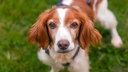 Mittelgroßer Hund mit weiß-braunem langen Fell und hängenden Ohren steht auf einer Wiese und schaut von unten in die Kamera