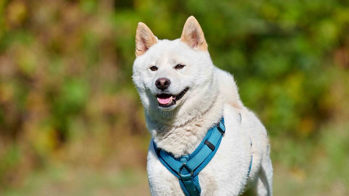 Ein weißer Hund mit einem blauen Geschirr steht hechelnd auf einer Wiese bei Sonnenschein