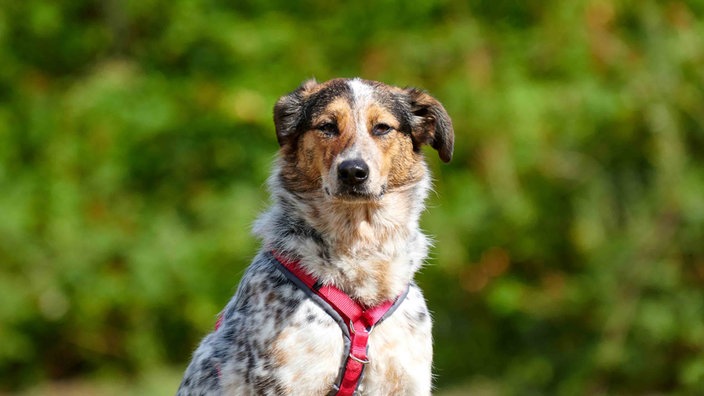 Hündin mit tricolor-farbigem Fell und rotem Hundegeschirr in Nahaufnahme 