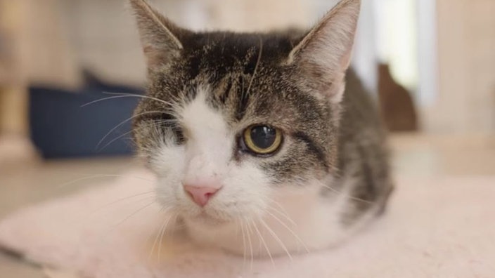 Einäugige Katze mit graugetigertem-weißem Fell in Nahaufnahme 