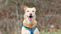 Hund mit beigefarbenem Fell schaut hechelnd in die Kamera 