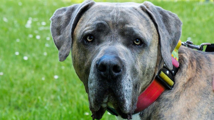 Hund mit gestromtem Fell und Schlappohren in Nahaufnahme 