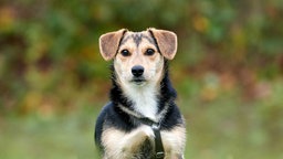 Hund mit schwarz-braunem Fell in Nahaufnahme 