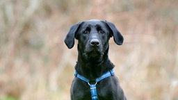 Hund mit schwarzem Fell und blauem Geschirr in Nahaufnahme 