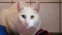 Weiße Katze mit einem blauen und einem grünen Auge 